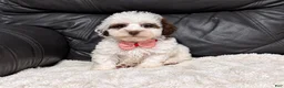 Toy Poodle dogs for sale: Koda - Ad 5