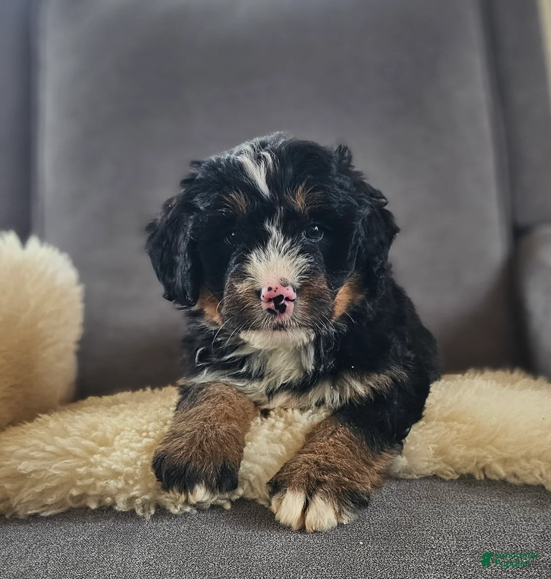 Bernedoodle dogs for sale: Coco - Ad 2