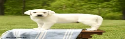 Labrador Retriever dogs for sale: Sherlock - Ad 3