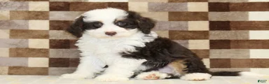 Hershey