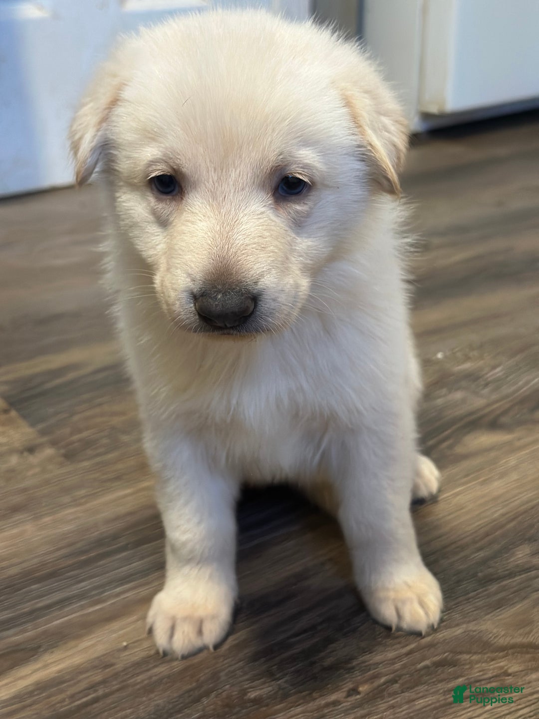 German Shepherd dogs for sale: German Shepherd Puppy 4 - Ad 2