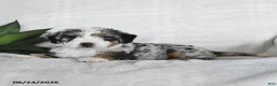 Bernedoodle dogs for sale: Orion - Ad 3