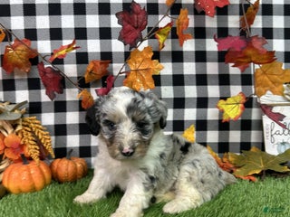 Mixed Breed dogs - Ad 39