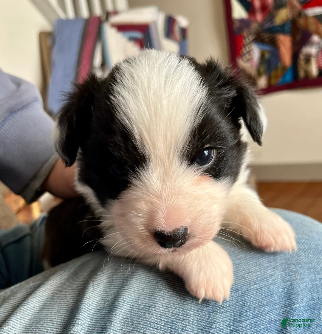 Welsh Corgi Cardigan dogs for sale: Welsh Corgi Cardigan Puppy 6: Doc Brown - Ad 1