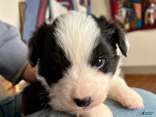 Welsh Corgi Cardigan dogs Welsh Corgi Cardigan Puppy 6: Doc Brown - Ad 6