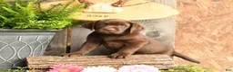 Labrador Retriever dogs for sale: Sadie - Ad 1