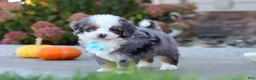 Mini Bernedoodle dogs for sale: Coven - Ad 1