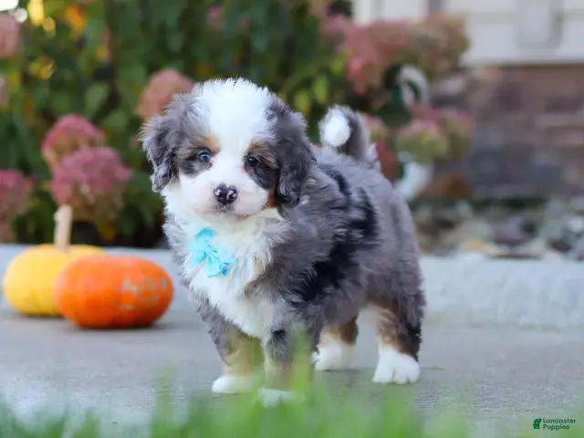 Mini Bernedoodle dogs for sale: Coven - Ad 1