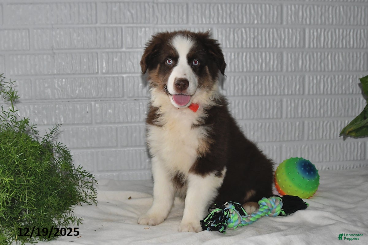 Australian Shepherd dogs Rudolph - Ad 12