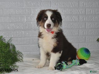 Australian Shepherd dogs Rudolph - Ad 12