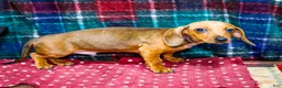 Miniature Dachshund dogs for sale: Tucker - Ad 4