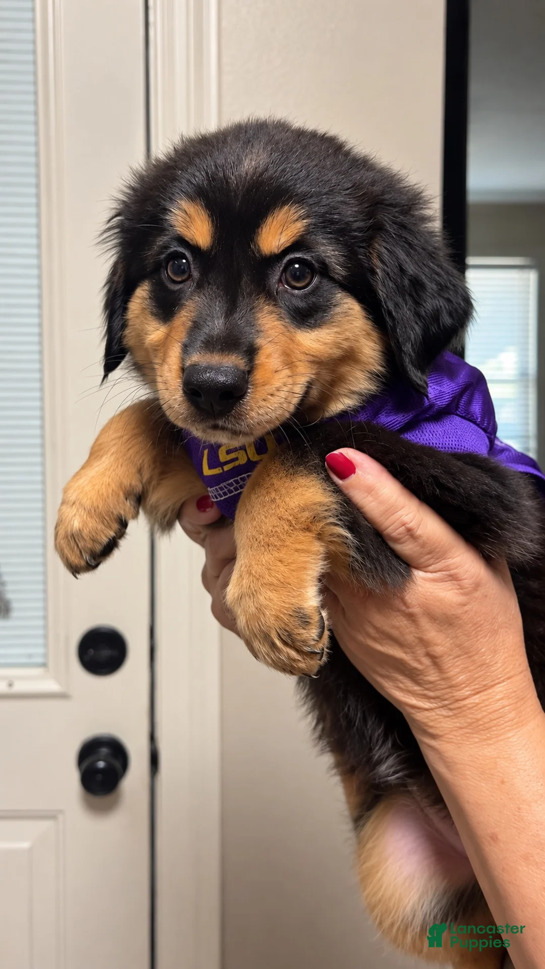Australian Shepherd dogs for sale: Luna - Ad 2