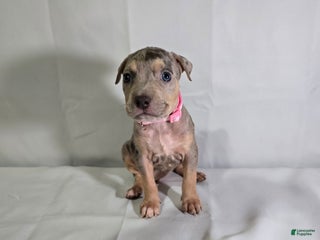 American Bully dogs - Ad 9