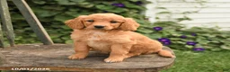 Mini Goldendoodle dogs for sale: Diamond - Ad 3