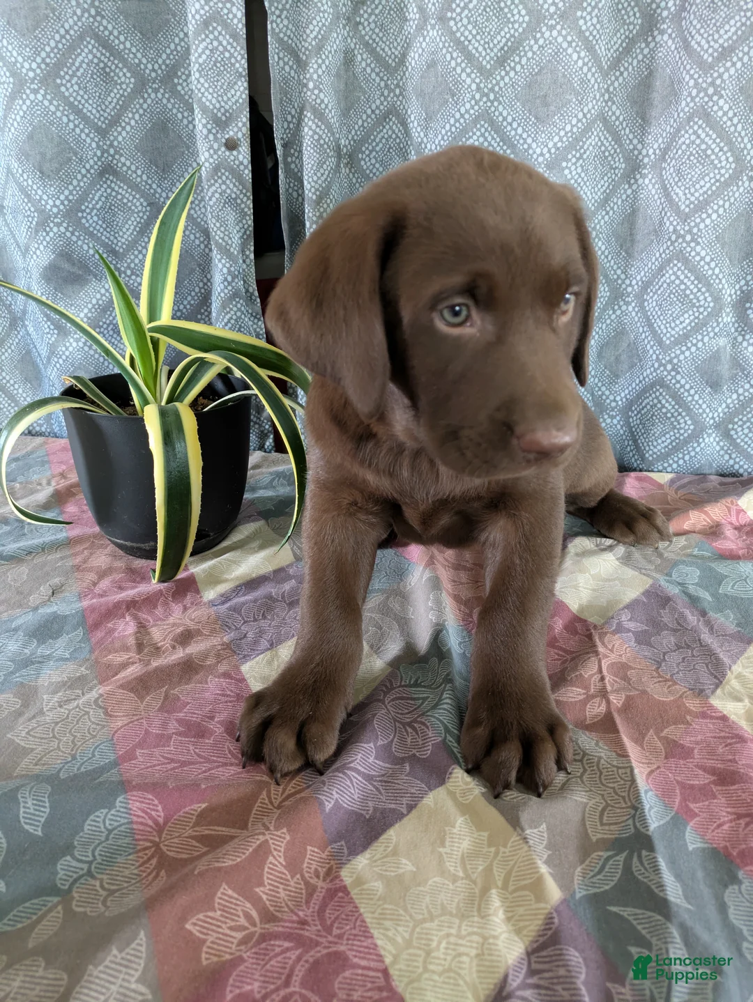 Labrador Retriever dogs for sale: Ryan - Ad 1