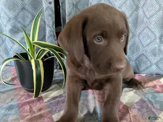 Labrador Retriever dogs Ryan - Ad 6