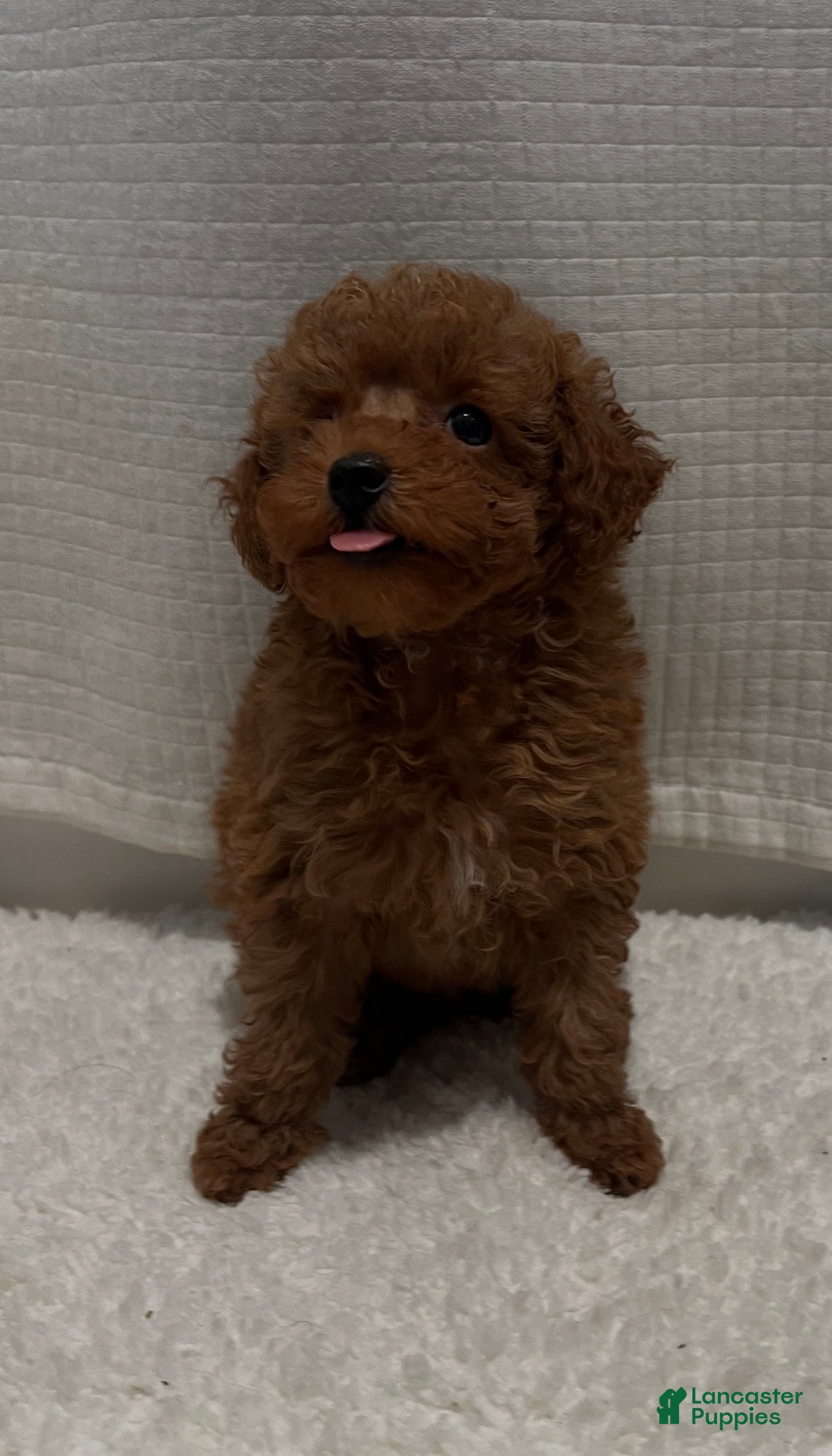 Toy Poodle dogs for sale: Toy Poodle 4 - Ad 1