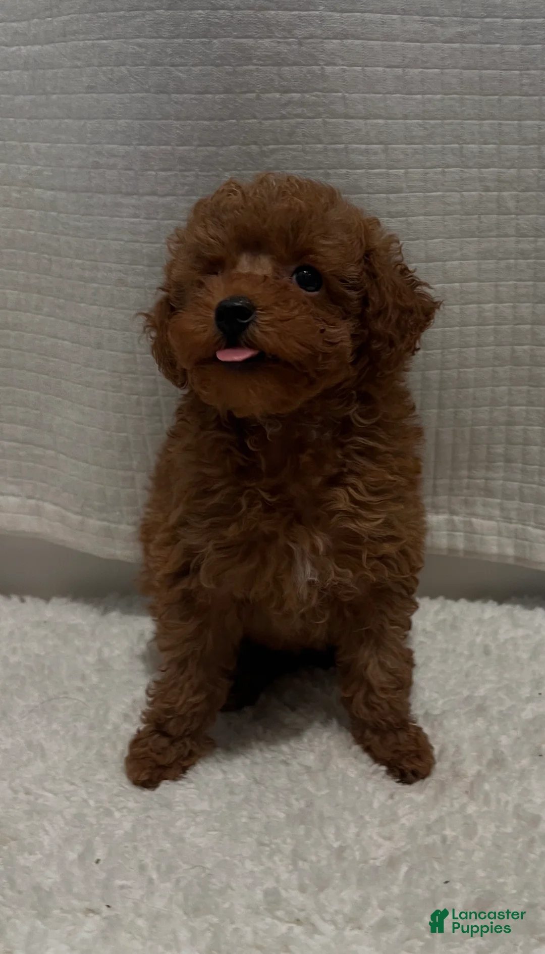 Toy Poodle dogs for sale: Toy Poodle 4 - Ad 1