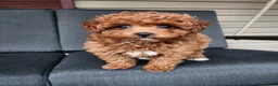 Mixed Breed dogs for sale: Zuma - Ad 7