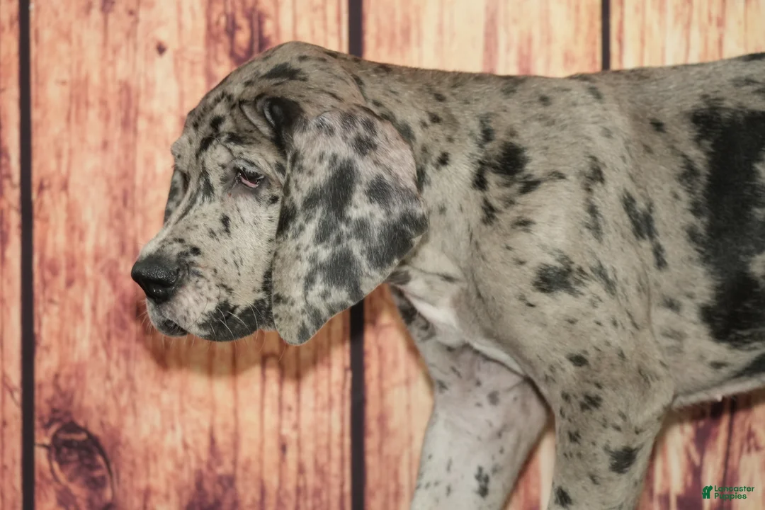 Great Dane dogs for sale: Sammy - Ad 2