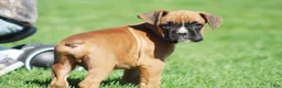 Boxer dogs for sale: Tanner - Ad 4