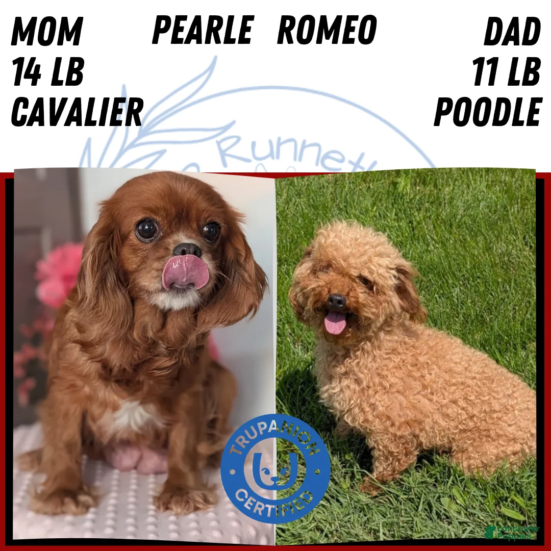 Cavapoo dogs for sale: Turbo  - Ad 15