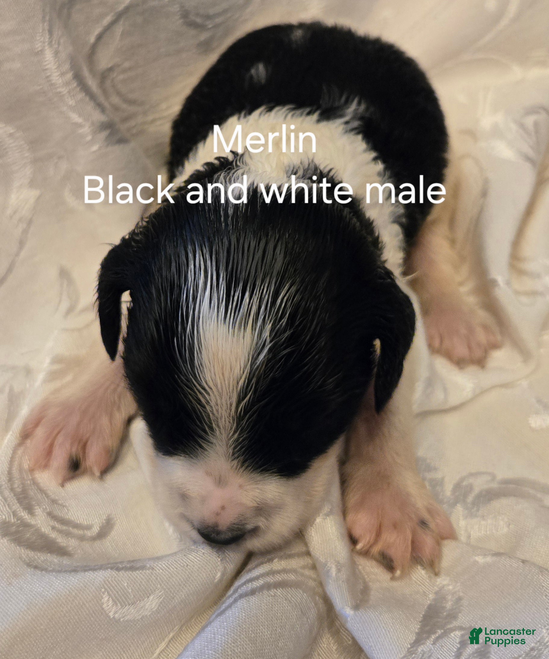 English Springer Spaniel dogs English Springer Spaniel Puppy 2 - Ad 1