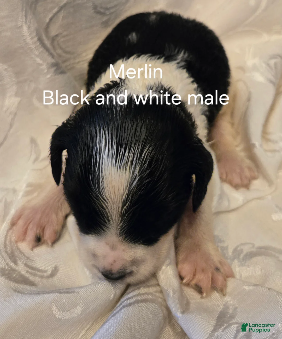 English Springer Spaniel dogs for sale: English Springer Spaniel Puppy 2 - Ad 1