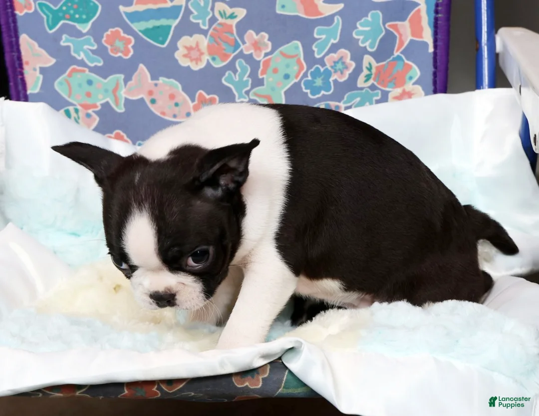 Boston Terrier dogs for sale: Jody - Ad 6