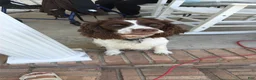 Mixed Breed dogs for sale: Blue Collar - Ad 5