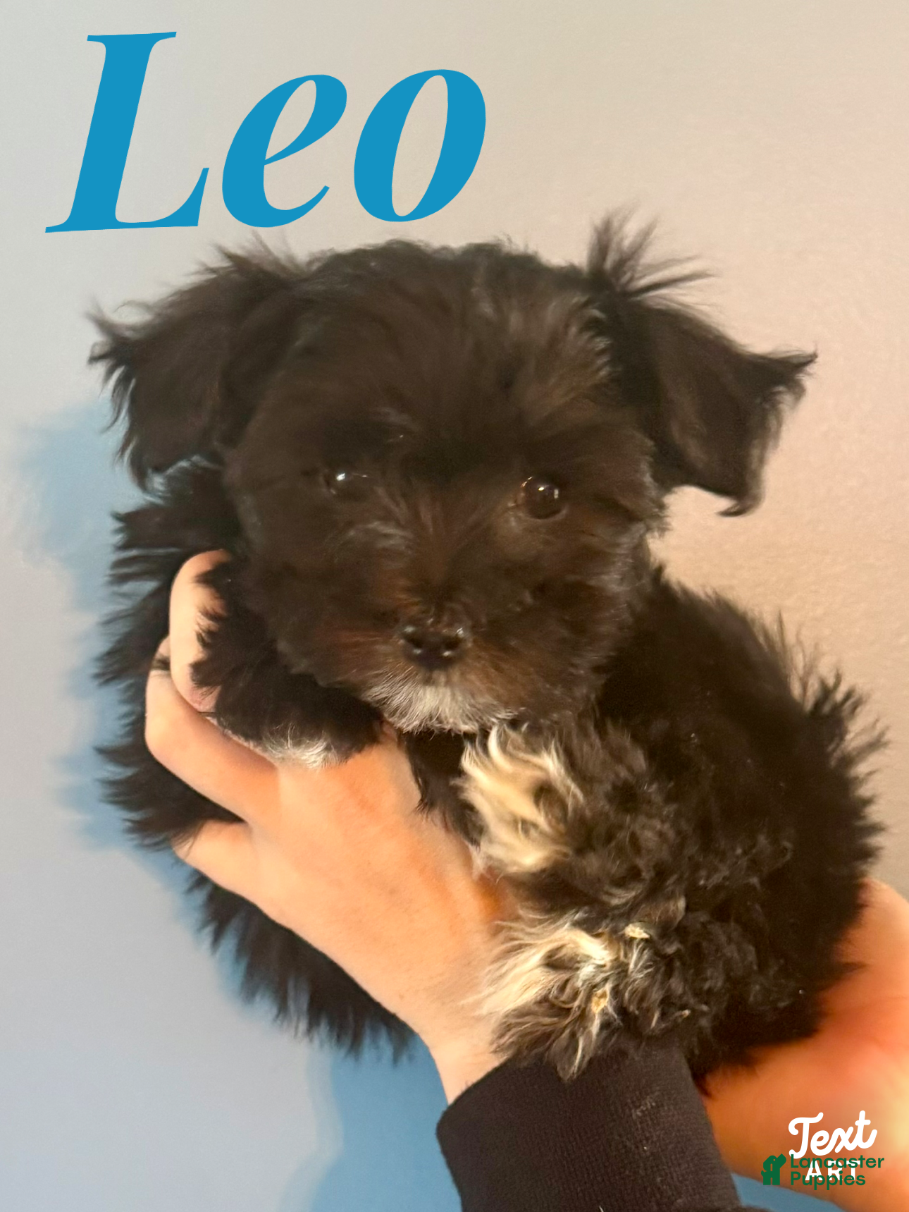 Maltipoo dogs Maltipoo Puppy 2 - Ad 1