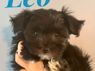 Maltipoo dogs for sale: Maltipoo Puppy 2 - Ad 2