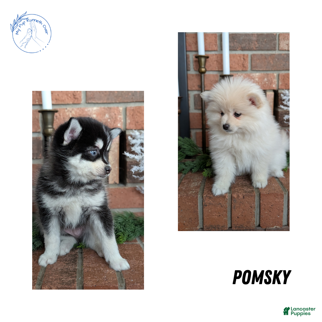 Pomsky dogs for sale: Jack - Ad 13