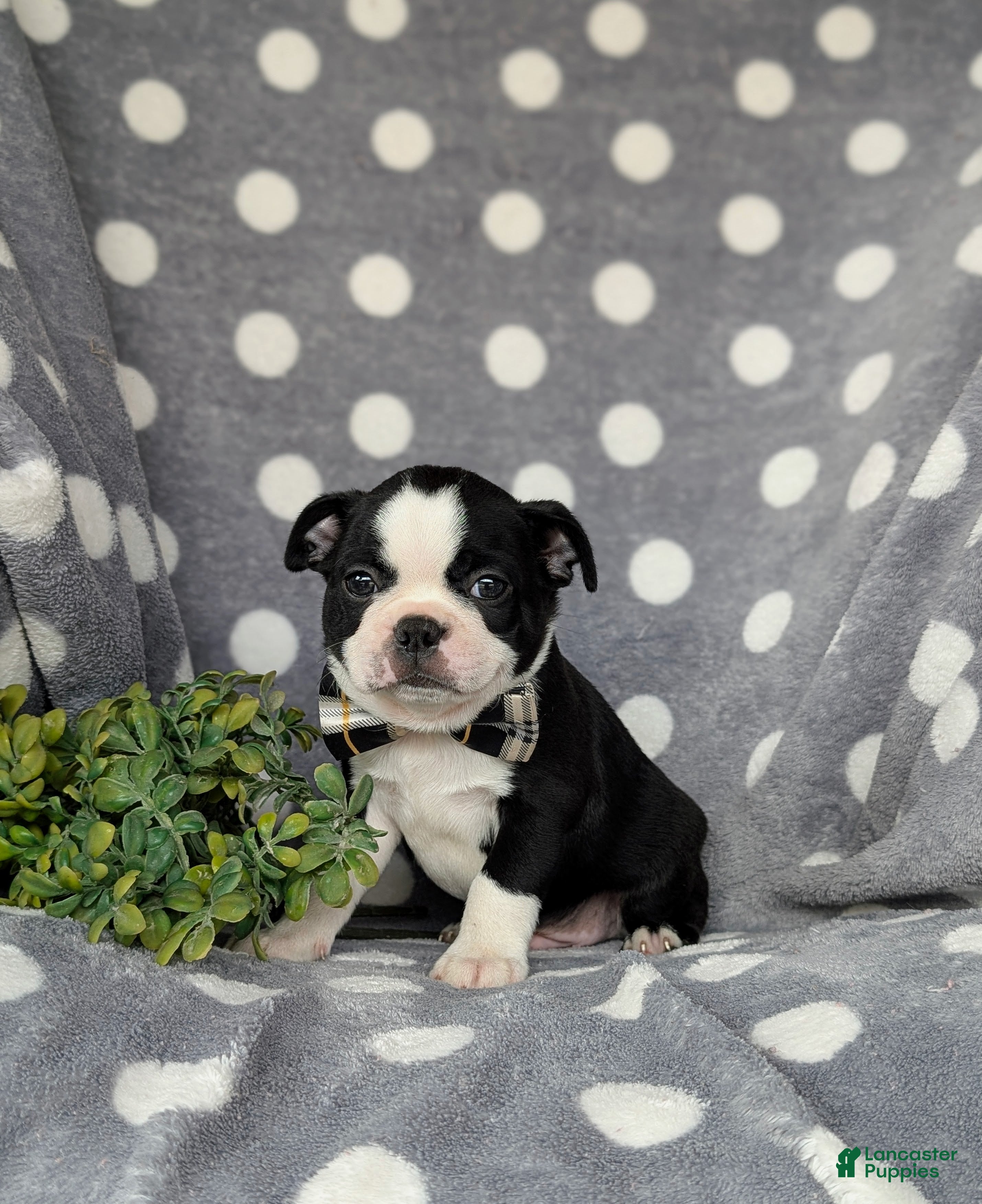 Boston Terrier dogs Brennen - Ad 1