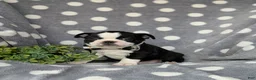 Boston Terrier dogs for sale: Brennen - Ad 1