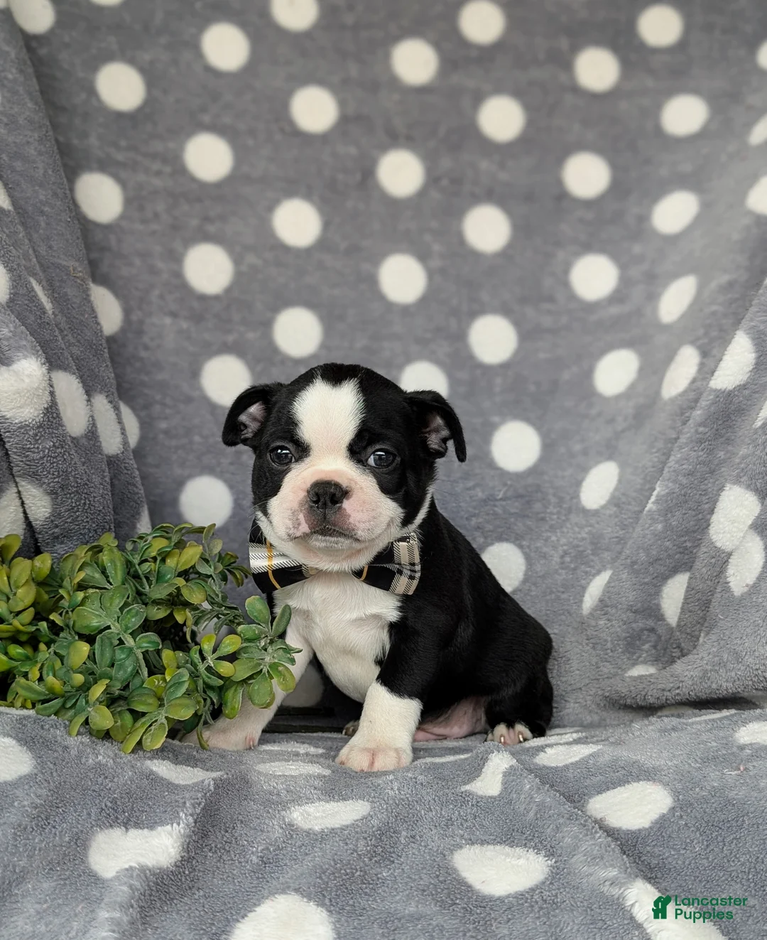 Boston Terrier dogs for sale: Brennen - Ad 1