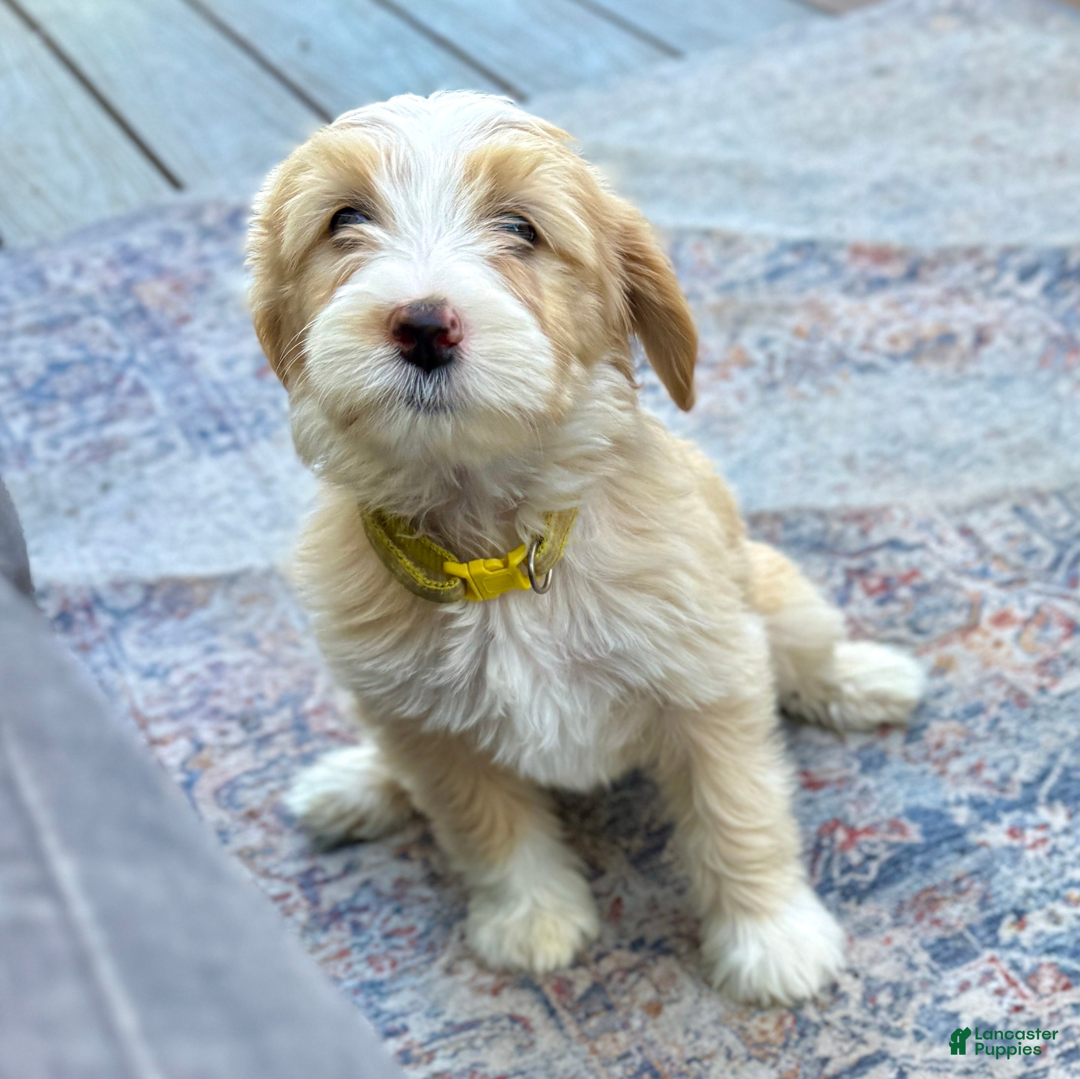 Bernedoodle dogs Candy - Ad 2