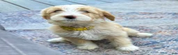 Bernedoodle dogs for sale: Candy - Ad 2