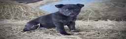 Mixed Breed dogs for sale: Midnight - Ad 2