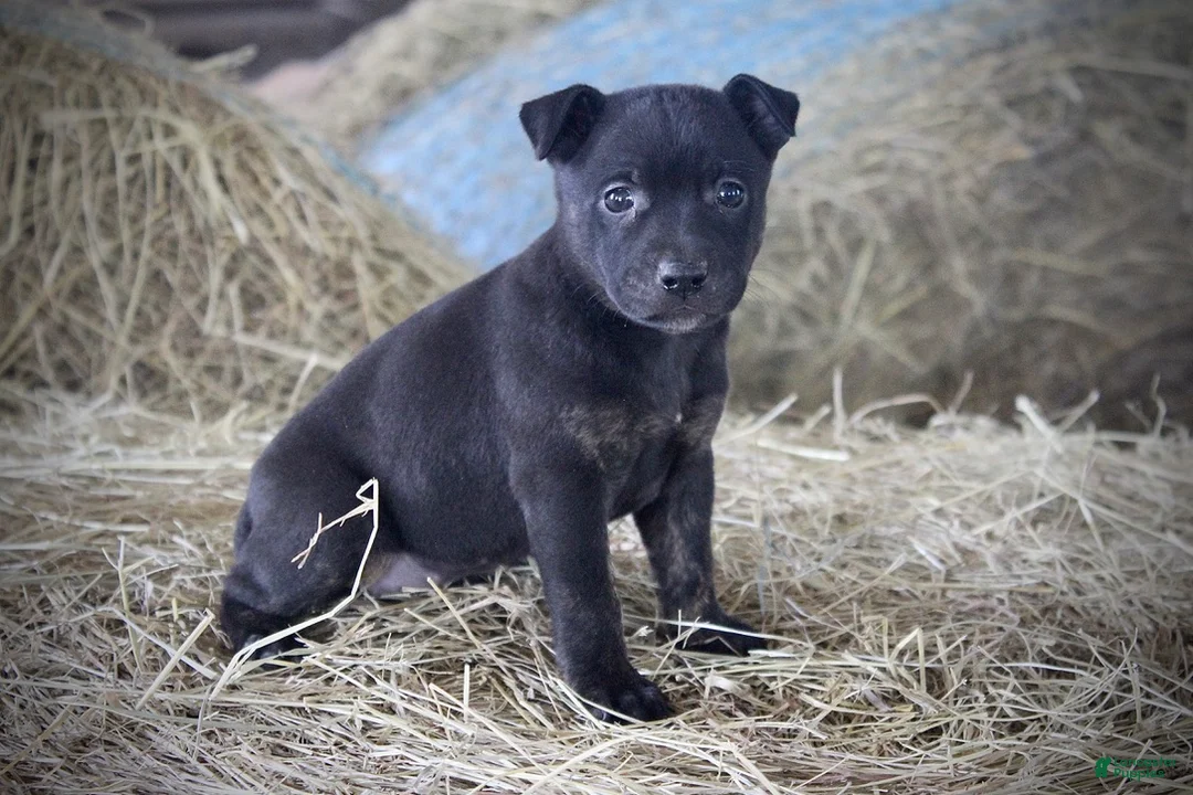 Mixed Breed dogs for sale: Midnight - Ad 2