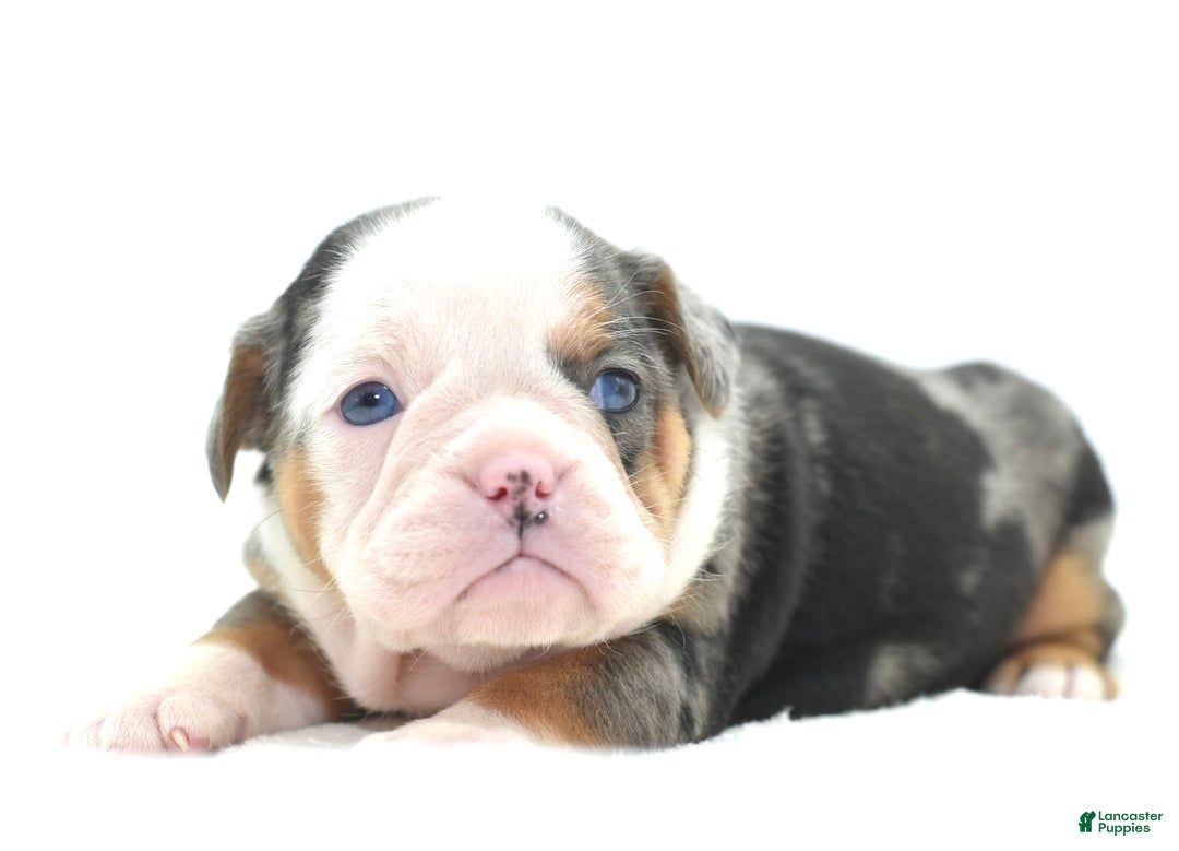 Mixed Breed dogs for sale: Rosie Merle koi pattern  - Ad 6