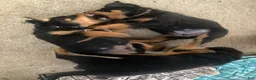 Rottweiler dogs for sale: Napoleon - Ad 8