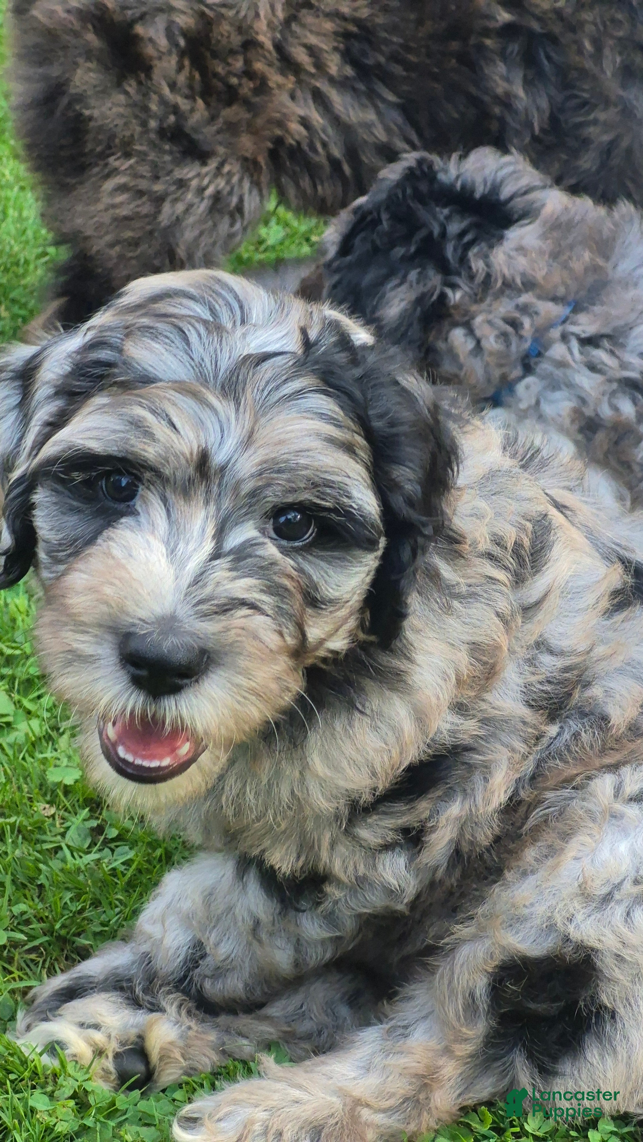 Mini Sheepadoodle dogs Artemis  - Ad 2