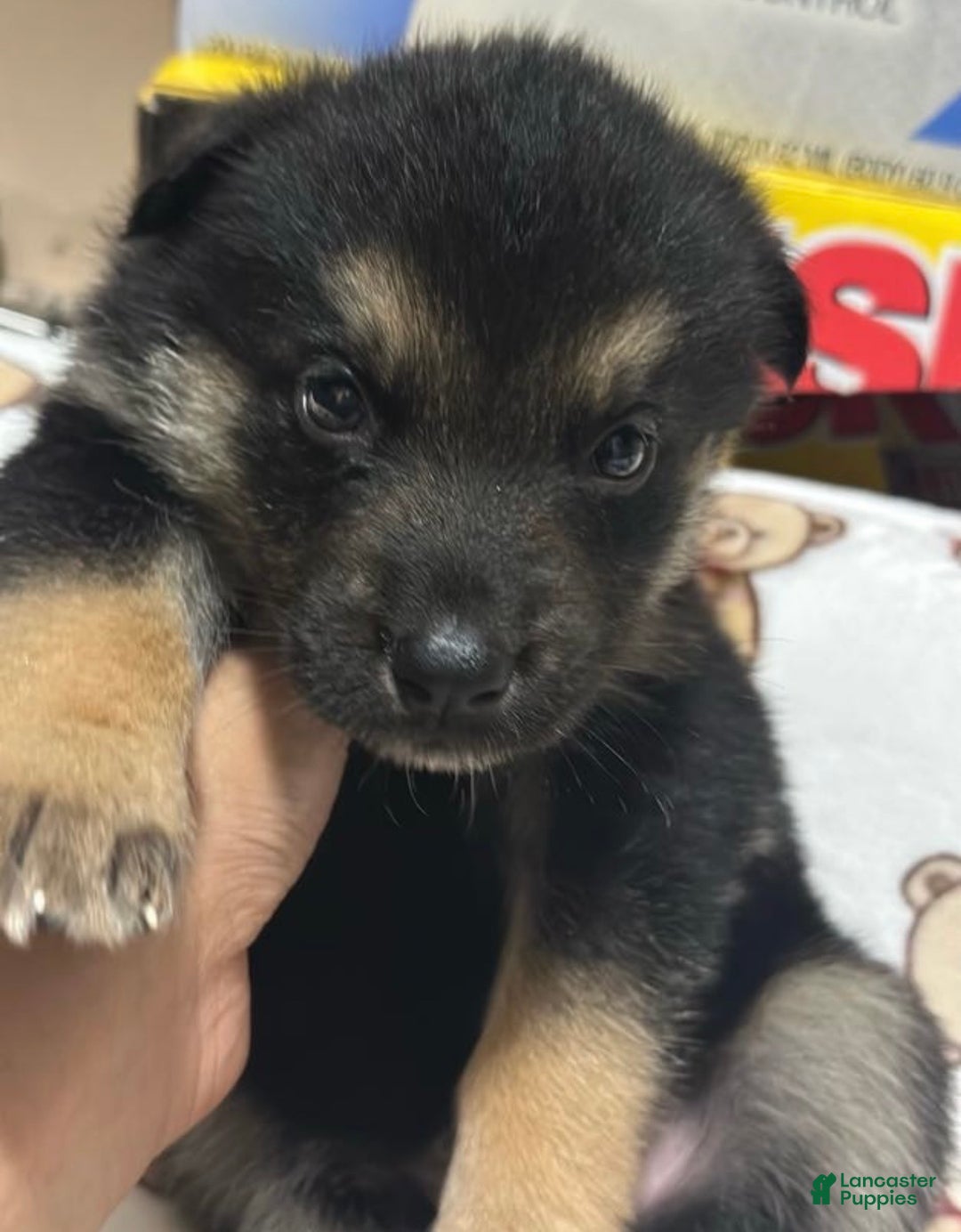 Gerberian Shepsky dogs for sale: Gerberian Shepsky Puppy 1 - Ad 2