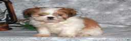 Shih Tzu dogs for sale: Sasha - Ad 7