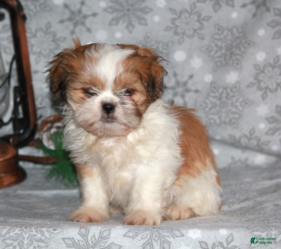 Shih Tzu dogs for sale: Sasha - Ad 7