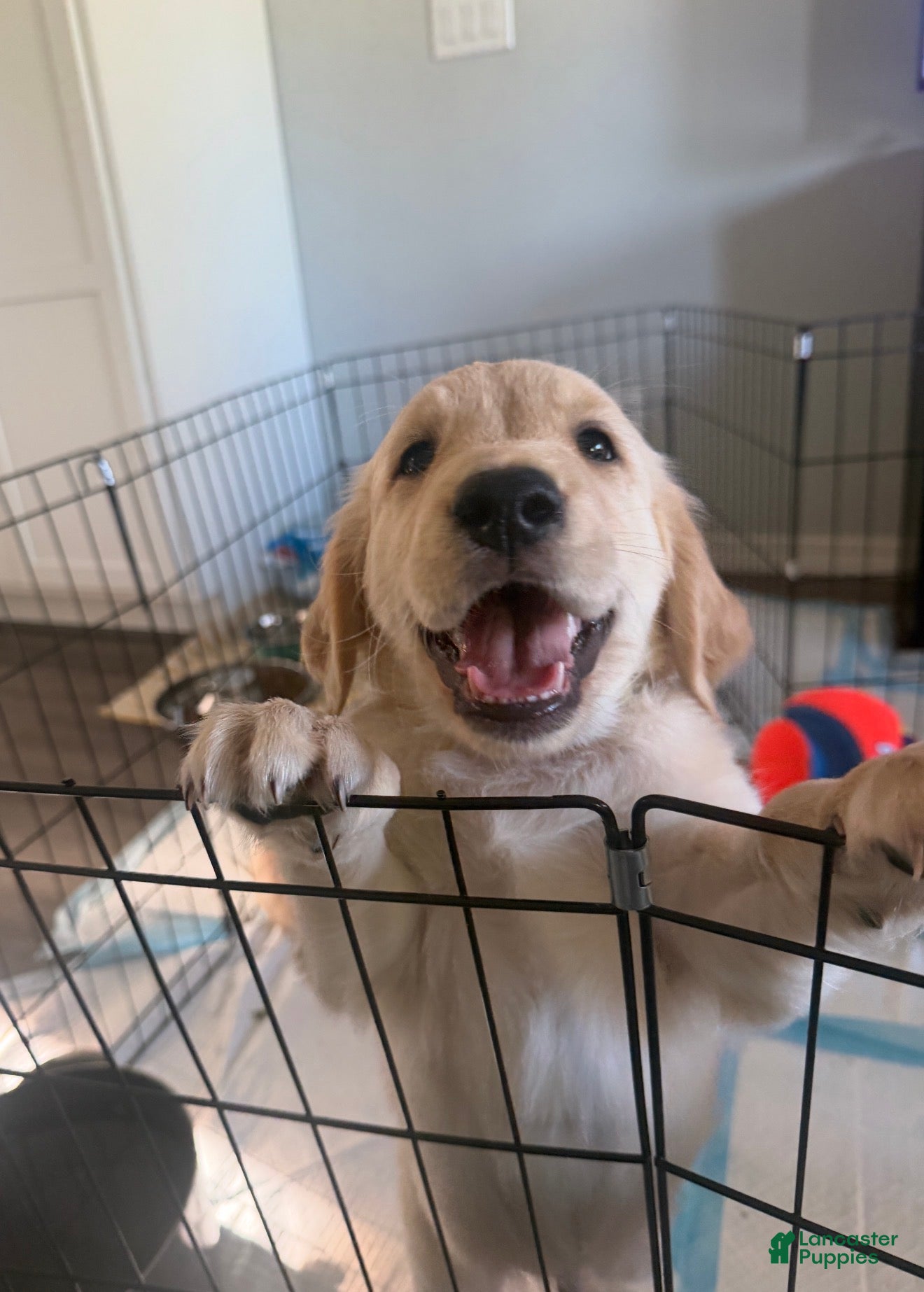 Golden Retriever dogs Little Boy Yellow - Ad 1