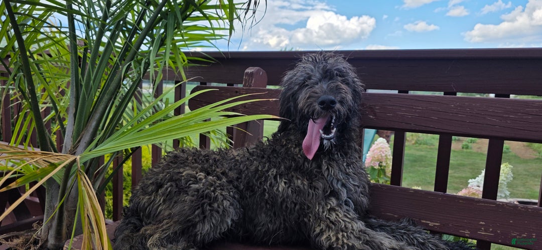 Goldendoodle dogs for sale: Maple - Ad 3