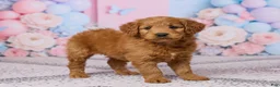 Mini Goldendoodle dogs for sale: Lily - Ad 4