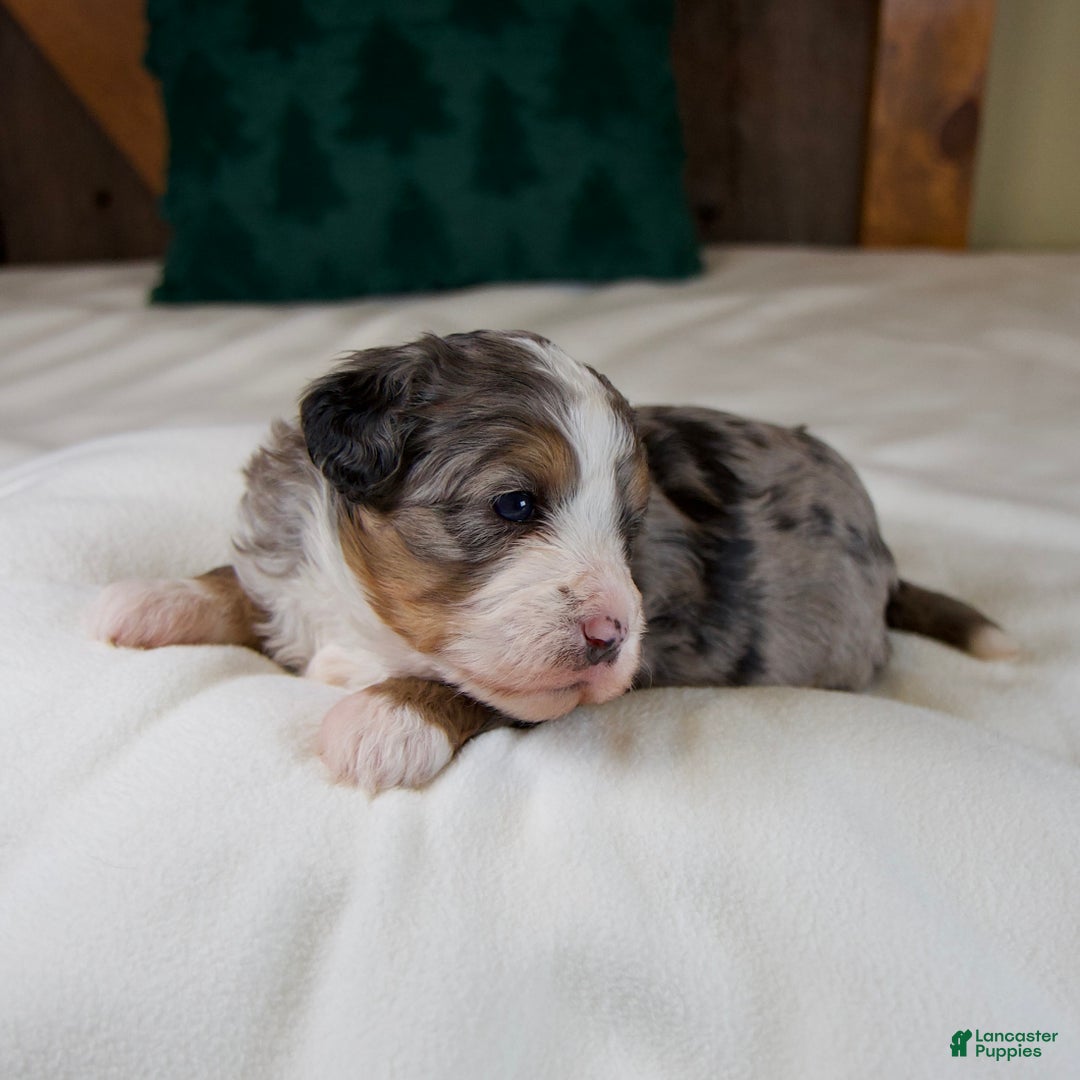 Mini Bernedoodle dogs for sale: Mercy Girl - Ad 3